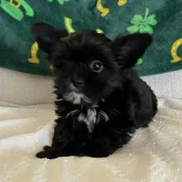 Little guy, a male Shih Tzu and Yorkshire Terrier for sale in North Palm Beach, FL – Photo 2 of 6