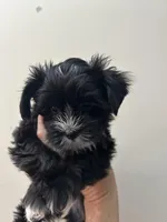 Big boy, a male Shih Tzu and Yorkshire Terrier for sale in North Palm Beach, FL – Photo 4 of 7