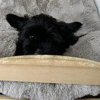 Little guy, a male Shih Tzu and Yorkshire Terrier for sale in North Palm Beach, FL – Photo 6 of 6