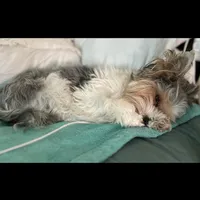 Little guy, a male Shih Tzu and Yorkshire Terrier for sale in North Palm Beach, FL – Photo 4 of 6