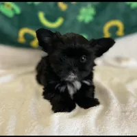 Little guy, a male Shih Tzu and Yorkshire Terrier for sale in North Palm Beach, FL – Photo 1 of 6