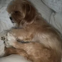 Little guy, a male Shih Tzu and Yorkshire Terrier for sale in North Palm Beach, FL – Photo 5 of 6