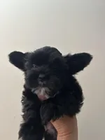 Big boy, a male Shih Tzu and Yorkshire Terrier for sale in North Palm Beach, FL – Photo 2 of 7