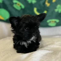 Little guy, a male Shih Tzu and Yorkshire Terrier for sale in North Palm Beach, FL – Photo 3 of 6