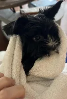 Little guy, a male Shih Tzu and Biewer for sale in North Palm Beach, FL – Photo 6 of 9