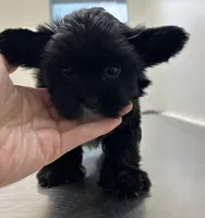 Little guy, a male Shih Tzu and Biewer for sale in North Palm Beach, FL – Photo 4 of 9