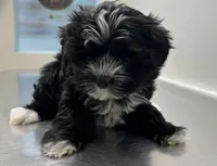 Little guy, a male Shih Tzu and Biewer for sale in North Palm Beach, FL – Photo 3 of 9