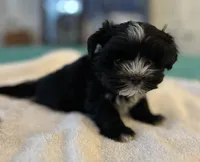 Little guy, a male Shih Tzu and Biewer for sale in North Palm Beach, FL – Photo 5 of 9