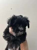 Little guy, a male Shih Tzu and Biewer for sale in North Palm Beach, FL – Photo 7 of 9