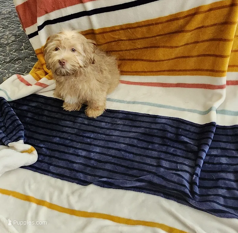 Henry – Havanese puppy for sale in Erie, PA