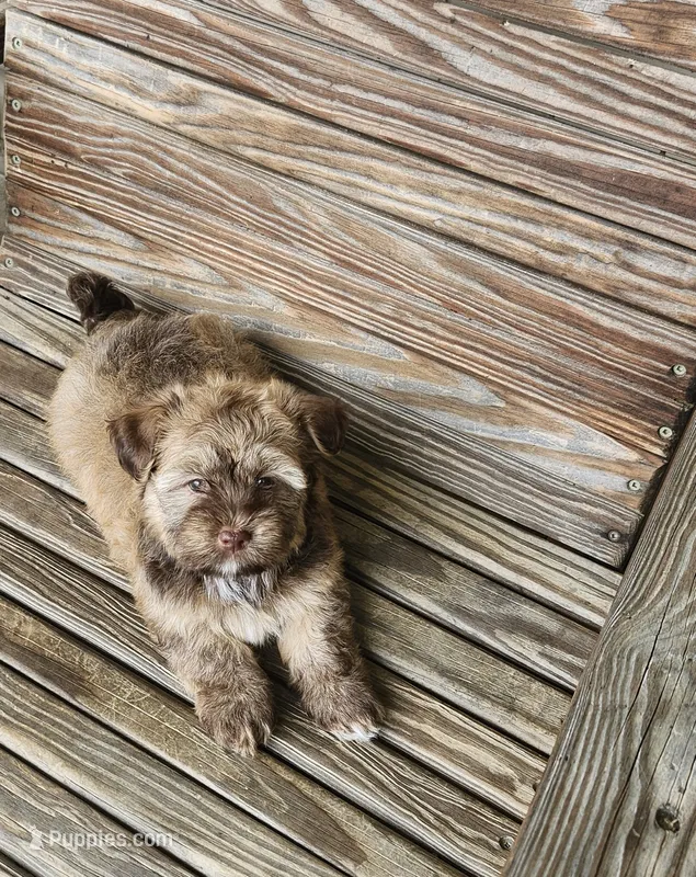 David – Havanese puppy for sale in Erie, PA