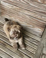 David, a male Havanese for sale in Erie, PA – 1 of 4