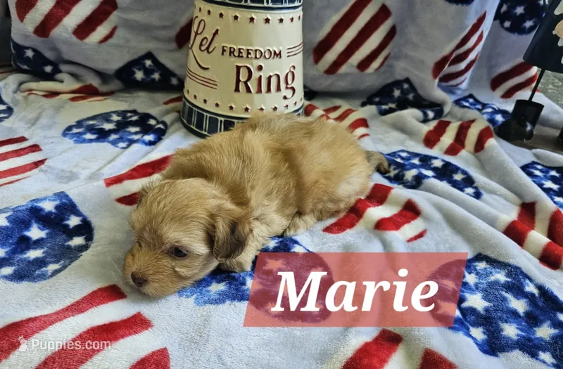 Marie – Havanese puppy on hold in Erie, PA