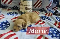 Marie, a female Havanese for sale in Erie, PA – 1 of 5