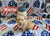Marie, a female Havanese for sale in Erie, PA – 3 of 5