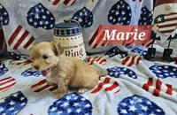 Marie, a female Havanese for sale in Erie, PA – 5 of 5