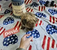 David, a male Havanese for sale in Erie, PA – 4 of 5