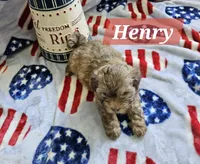 Henry, a male Havanese for sale in Erie, PA – 5 of 6