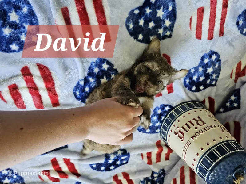 David – Havanese puppy for sale in Erie, PA