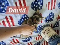 David, a male Havanese for sale in Erie, PA – 1 of 5
