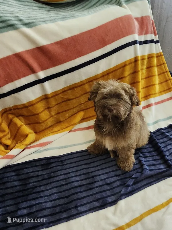 David – Havanese puppy for sale in Erie, PA