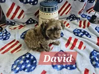 David, a male Havanese for sale in Erie, PA – 2 of 5