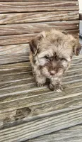 David, a male Havanese for sale in Erie, PA – 2 of 4