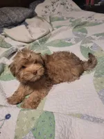Henry, a male Havanese for sale in Erie, PA – 2 of 6