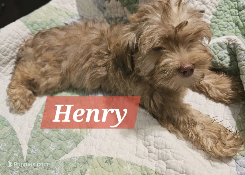 Henry – Havanese puppy for sale in Erie, PA