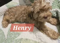 Henry, a male Havanese for sale in Erie, PA – 1 of 6