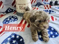 Henry, a male Havanese for sale in Erie, PA – 2 of 2