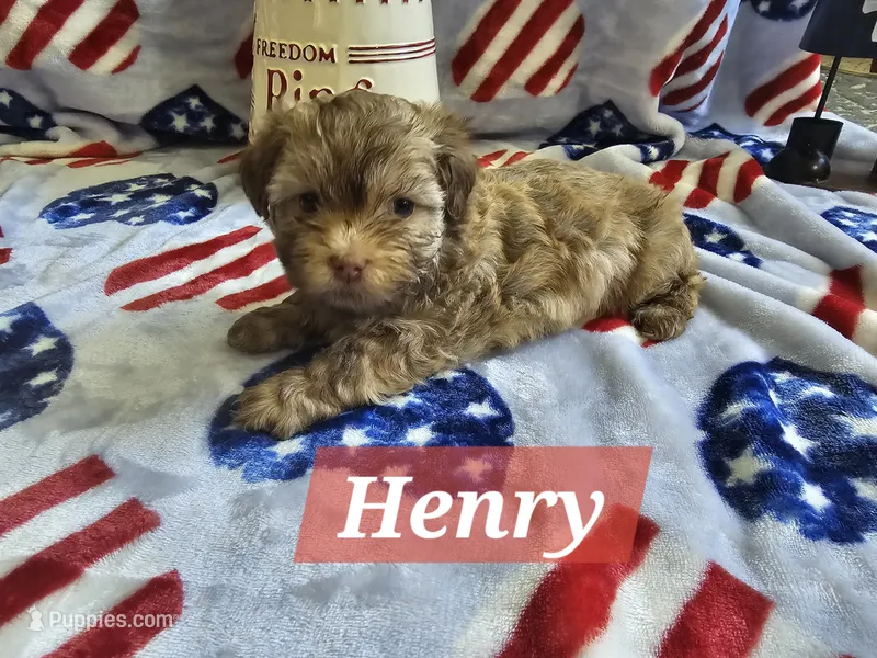 Henry – Havanese puppy for sale in Erie, PA