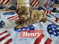 Henry, a male Havanese for sale in Erie, PA – 1 of 2