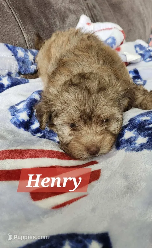 Henry – Havanese puppy for sale in Erie, PA