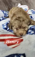 Henry, a male Havanese for sale in Erie, PA – 3 of 6