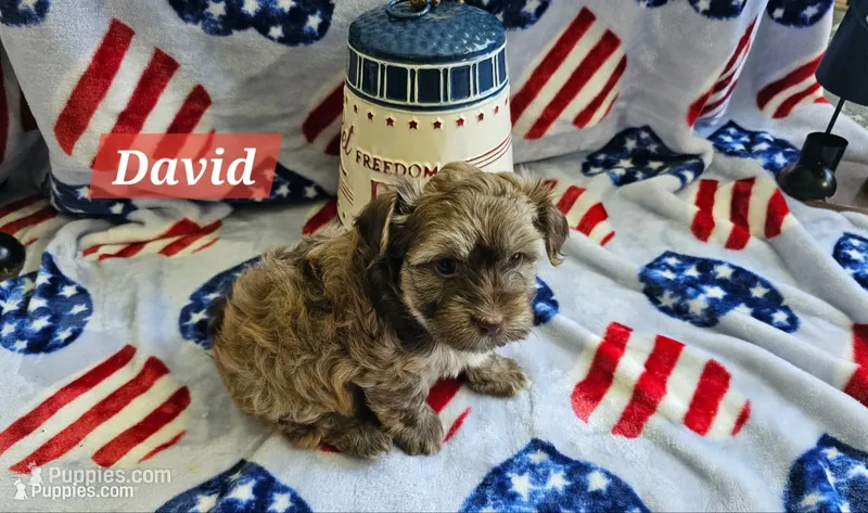 David – Havanese puppy for sale in Erie, PA