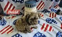 David, a male Havanese for sale in Erie, PA – 3 of 5