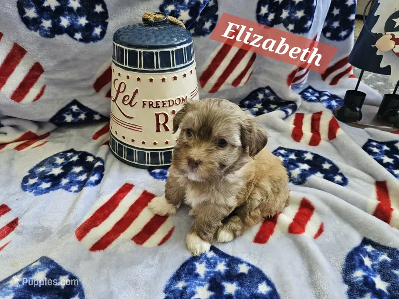 Elizabeth – Havanese puppy for sale in Erie, PA