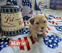 Marie, a female Havanese for sale in Erie, PA – 2 of 5