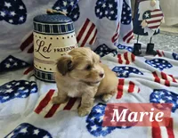 Marie, a female Havanese for sale in Erie, PA – 4 of 5