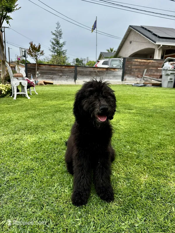 Mocha  – Goldendoodle puppy for sale in Turlock, CA