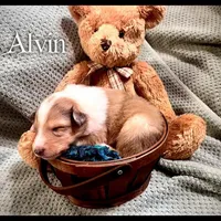 Alvin, a male Collie for sale in Kemp, TX – Photo 2 of 2