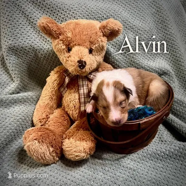 Alvin – Collie puppy for sale in Kemp, TX