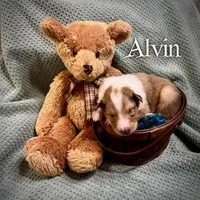 Alvin, a male Collie for sale in Kemp, TX – Photo 1 of 2