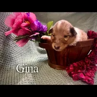 Gina, a female Collie for sale in Kemp, TX – Photo 2 of 2