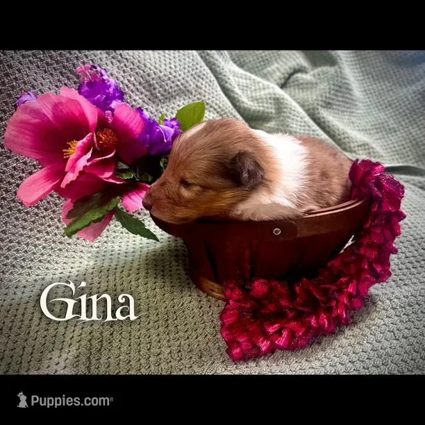 Gina – Collie puppy for sale in Kemp, TX
