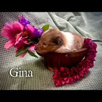 Gina, a female Collie for sale in Kemp, TX – Photo 1 of 2