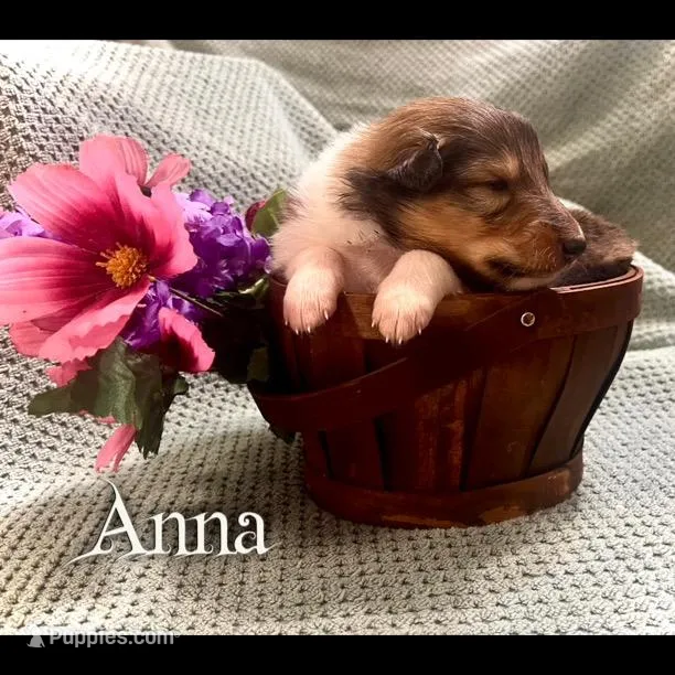 Anna – Collie puppy for sale in Kemp, TX