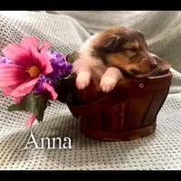 Anna, a female Collie for sale in Kemp, TX – Photo 1 of 2