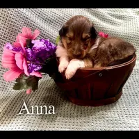 Anna, a female Collie for sale in Kemp, TX – Photo 2 of 2